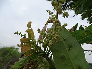 Buchanania axillaris (Cuddapah Almond) 01.jpg