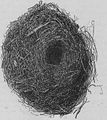 Acanthisittidae nests (cat.)