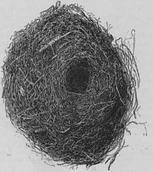 Černobílá studiová fotografie hnízda pokřovníka. Hnízdo vypadá jako menší balón s malou dírkou uprostřed sloužící pro vstup do hnízda. Hnízdo má velmi tlusté stěny, které jedince izolují od zimních mrazů