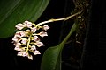 Bulbophyllum kubahense