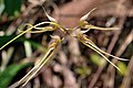 Bulbophyllum macraei