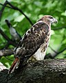 * Nomination Red-tailed hawk, Central Park. --King of Hearts 17:59, 31 July 2022 (UTC) * Promotion  Support Good quality. --Jsamwrites 18:05, 31 July 2022 (UTC)