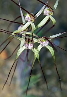 <i>Caladenia vulgata</i> Species of orchid