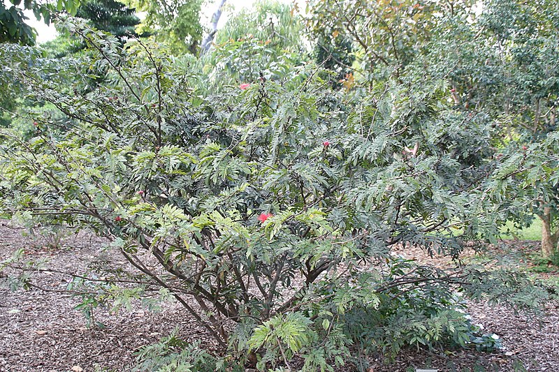 File:Calliandra haematocephala 19zz.jpg