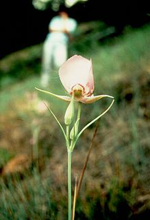 <i>Calochortus nitidus</i> species of plant