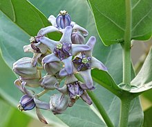 Calotropis gigantea.jpg 