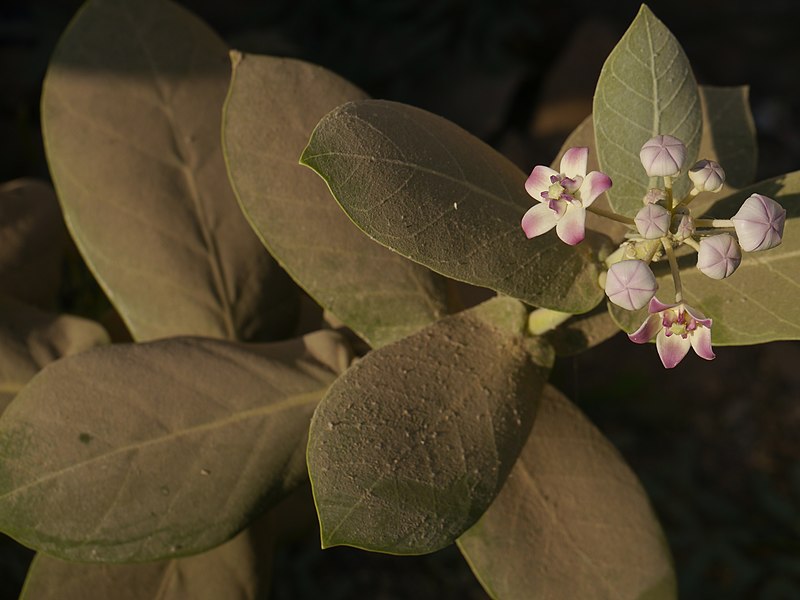 File:Calotropis procera (Aiton) Dryand. (31761741218).jpg