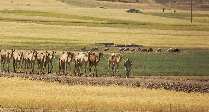 File:Camel Caravan, Axum, Ethiopia (2810054248).jpg