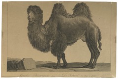 Camelus bactrianus (1700-1880) afdruk Iconographia Zoologica Bijzondere Collecties van de Universiteit van Amsterdam