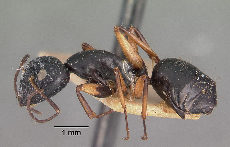 File:Camponotus pictipes casent0102421 profile 1.jpg