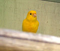 canario – Kanarienvogel (en)