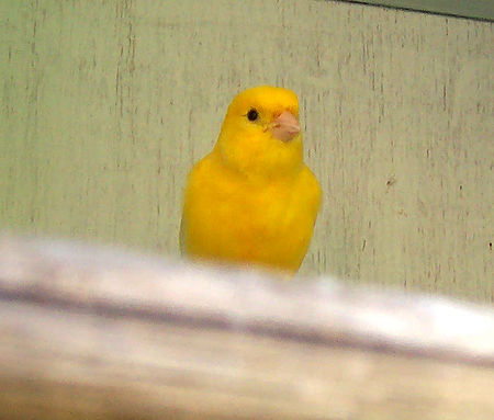 Tập_tin:Canary.jpg