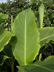 Canna tuerckheimii leaf form.jpg
