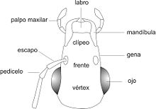 Cabeza, vista dorsal.