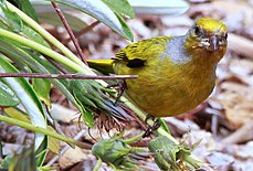 Cape Canary, Serinus canicollis, male at Kirstenbosch (8236009770).jpg