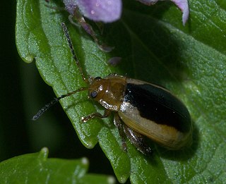 <i>Capraita thyamoides</i> Species of beetle