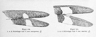 Dessin en noir et blanc représentant deux séries de deux extrémités de plumes d'oiseau : à gauche la tache blanche du milieu représente 10 à 15 % du dessin total ; à droite, c'est de 25 à 30 %.