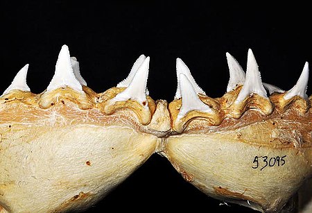 Tập_tin:Carcharodon_carcharias_lower_teeth.jpg