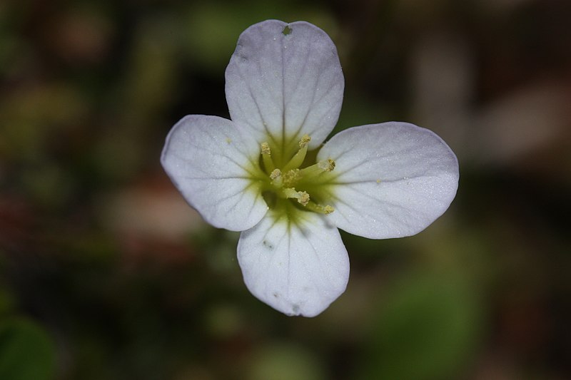 File:Cardamine pattersonii 1865.JPG