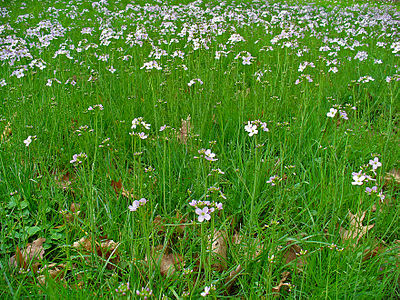 Cardamine pratensis