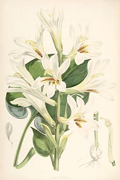 Description de l'image Cardiocrinum cordatum.jpg.