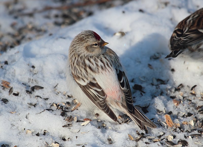 File:Carduelis hornemanni CT.jpg