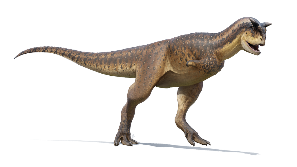 Carnotaurus Reconstruction (2022)