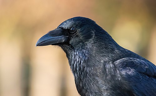 Close-up of a Carrion crow head.
