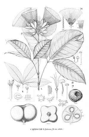 Caryocar glabrum의 일러스트 (1858-1879) Flora Brasiliensis vol. 12 pt. 1 tab. 70 Author Carl Friedrich Philipp von Martius (1794-1868), August Wilhelm Eichler (1839-1887), Ignaz Urban (1848-1931)