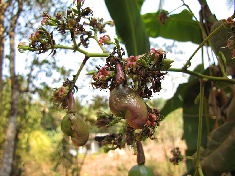 File:Cashew Nut Unripened.jpg