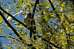 Thumbnail for File:Cassin's Vireo Huachuca Canyon Sierra Vista AZ 2018-09-09 11-43-31 (43861544670).jpg