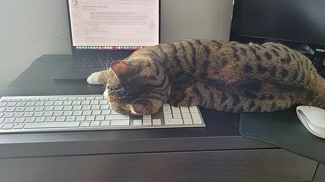 The chonker sleeping (she sleeps a lot) on my keyboard. Ironically I was looking at WP:LITTLEBROTHER, which states I should not blame anything that happens on my cat. For use on We All Make Mistakes