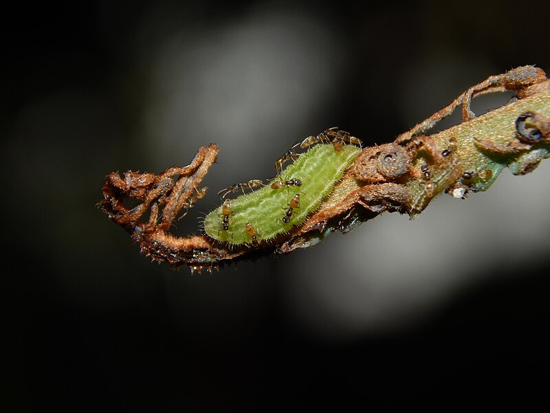 File:Caterpillar of Chilades pandava (Horsfield, 1829) – Plains Cupid trended by ant on Cycas circinalis 2.jpg