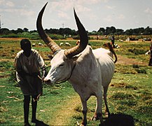 Cattle Wau Sudan