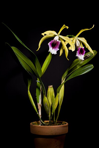 File:Cattleya tenebrosa 'Walton Grange' FCC RHS BC JOS (Rolfe) A.A.Chadwick, Classic Cattleyas 157 (2006) (41320382960).jpg