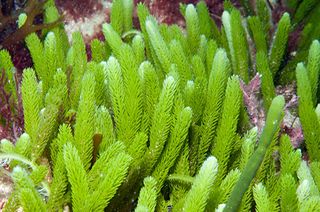 <i>Caulerpa brownii</i> species of seaweed