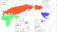 Máxima distribución dos leóns das cavernas: en vermello Panthera spelaea, en azul Panthera atrox e en verde Panthera leo.