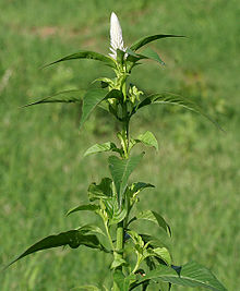 Celosia argentea (Silver cockscomb) W IMG 0985.jpg