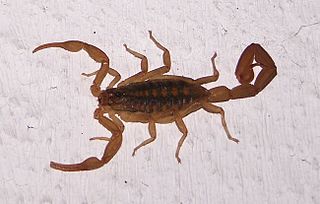 <i>Centruroides suffusus</i> Species of scorpion