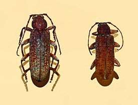 Cotyachryson philippii, самец и самка
