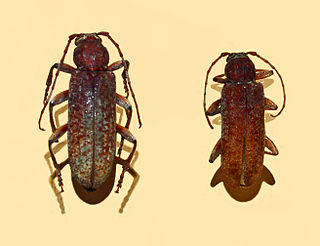 Cotyachryson philippii Species of beetle