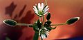 Flowers and flower-buds