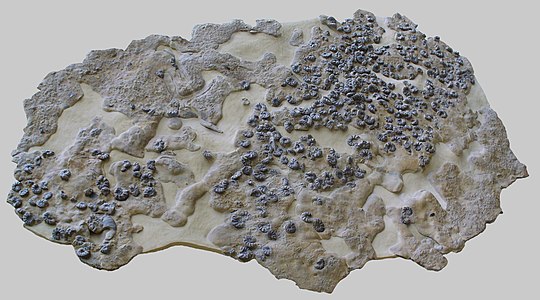 Ceratites-Plate, fossil sea bottom