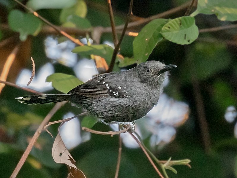 File:Cercomacra cinerascens - Gray Anbird male; Carajás National Forest, Para, Brazil.jpg