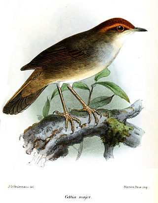 <span class="mw-page-title-main">Chestnut-crowned bush warbler</span> Species of bird