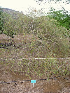 <i>Chadsia</i> species of plant in the family Fabaceae