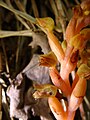 Chamaegastrodia shikokiana