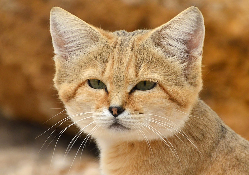 File:Chat des sables (Felis margarita).JPG