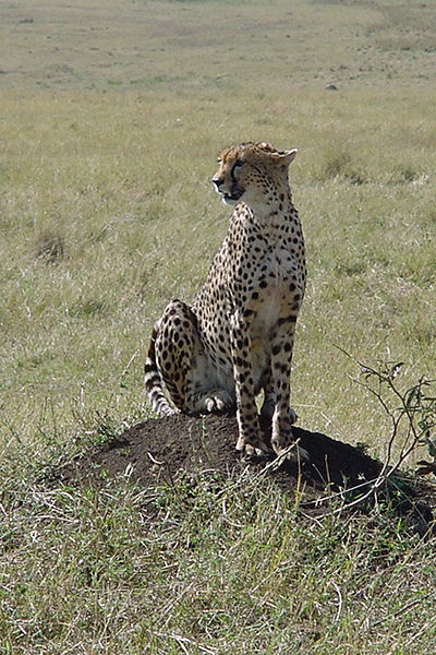 A Tanzanian cheetah.