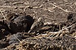 Thumbnail for File:Chestnut-collared Longspur (female) Davis Pasture Sonoita AZ 2018-02-09 11-56-45 (40176749101).jpg